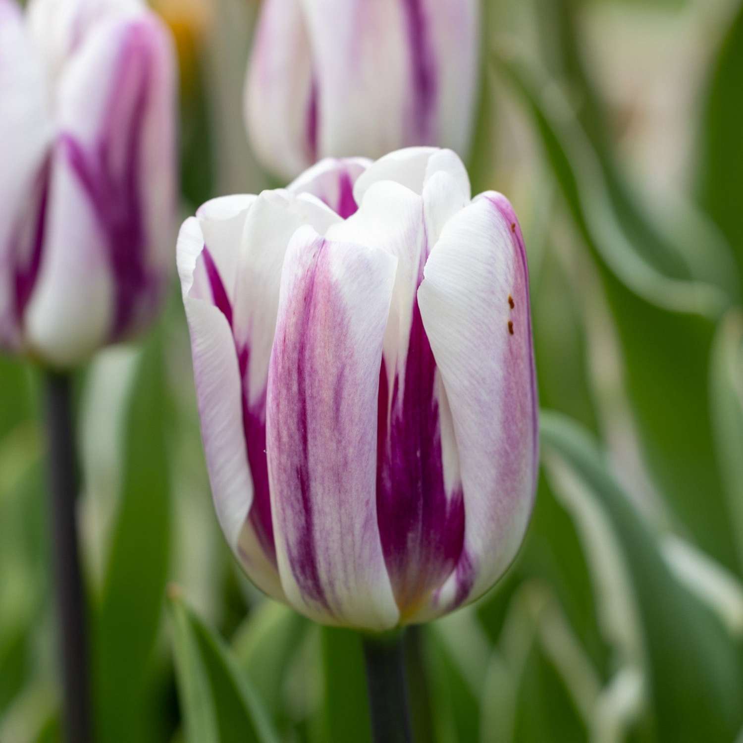 Tulppaani 'Flaming Flag'